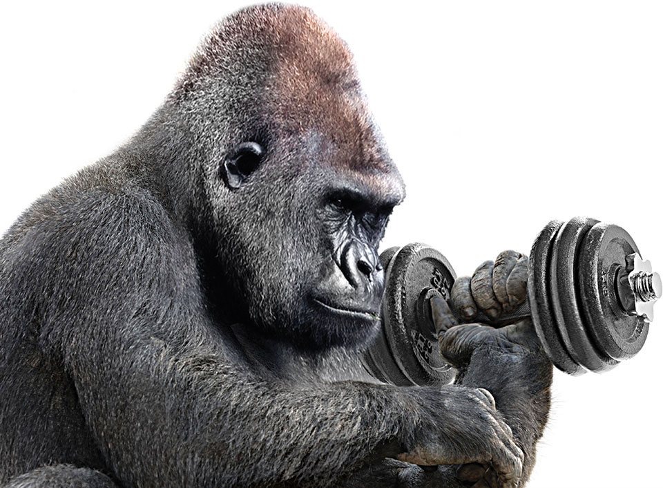 gorilla lifting weights